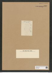 Diatomeae indet. Zeichnungen Sammlung Grunow Nr. 5939 (NHMW-BOT-W0374409)